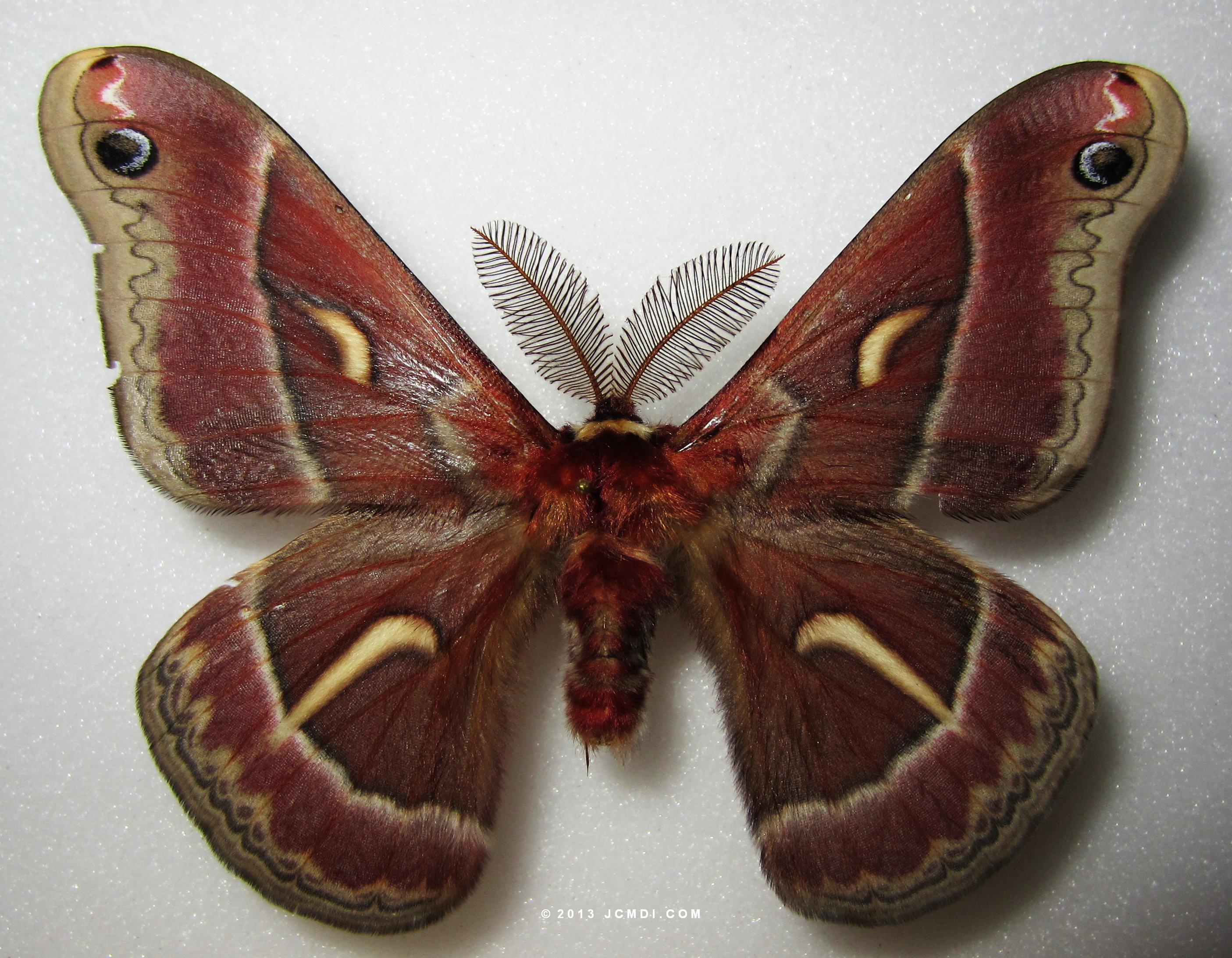 Hyalophora euryalus (odd coloration)